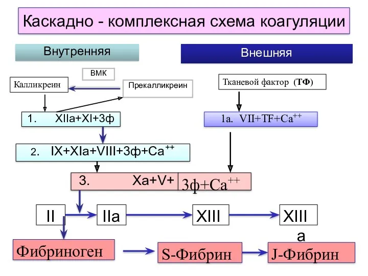 Каскадно - комплексная схема коагуляции Внешняя 1. XIIa+XI+3ф 1а. VII+TF+Ca++