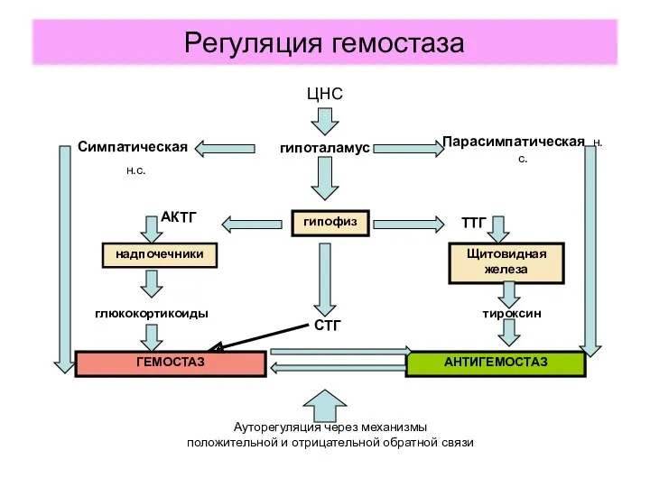 Регуляция гемостаза ЦНС гипоталамус Симпатическая н.с. Парасимпатическая н.с. гипофиз АКТГ