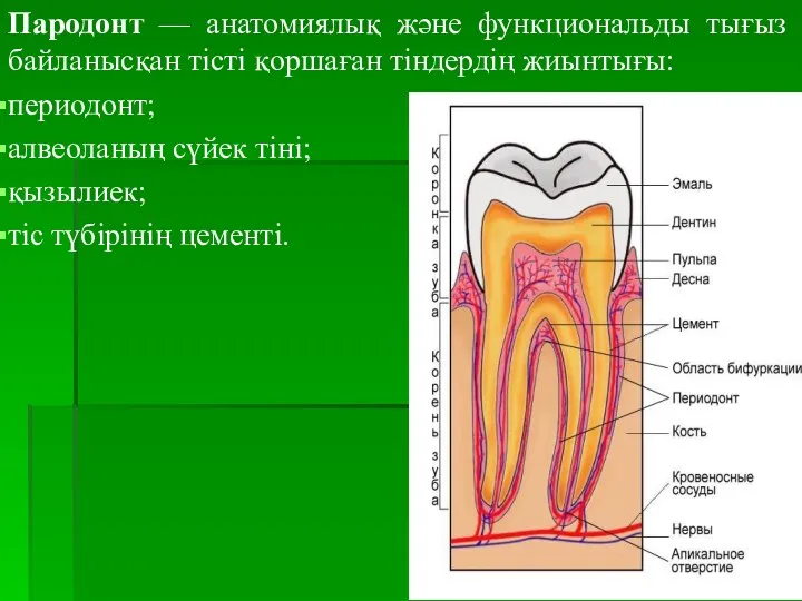 Пародонт — анатомиялық және функциональды тығыз байланысқан тісті қоршаған тіндердің