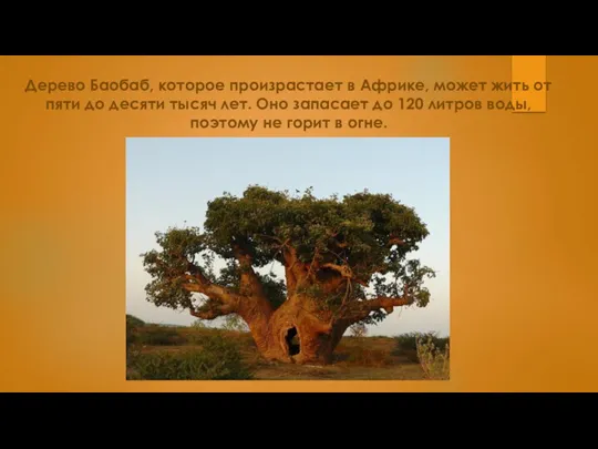 Дерево Баобаб, которое произрастает в Африке, может жить от пяти