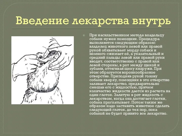 Введение лекарства внутрь При насильственном методе владельцу собаки нужен помощник.