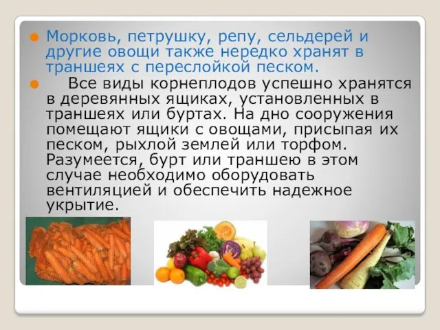 Морковь, петрушку, репу, сельдерей и другие овощи также нередко хранят в траншеях с
