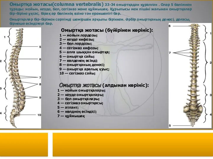 Омыртқа жотасы (бүйірінен көрініс): 1 — мойын лордозы; 2 —