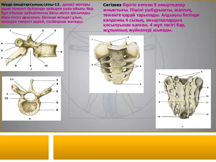 Кеуде омыртқасының саны-12., денесі жоғары және төменгі бүйірінде қабырға үшін