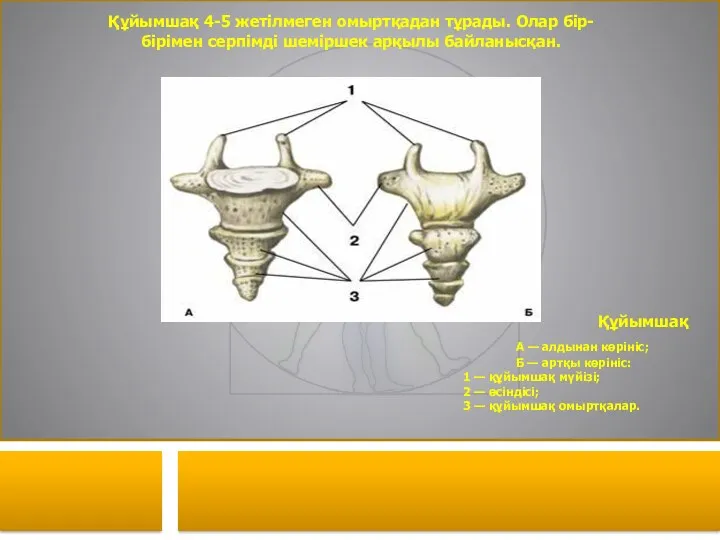 Құйымшақ А — алдынан көрініс; Б — артқы көрініс: 1