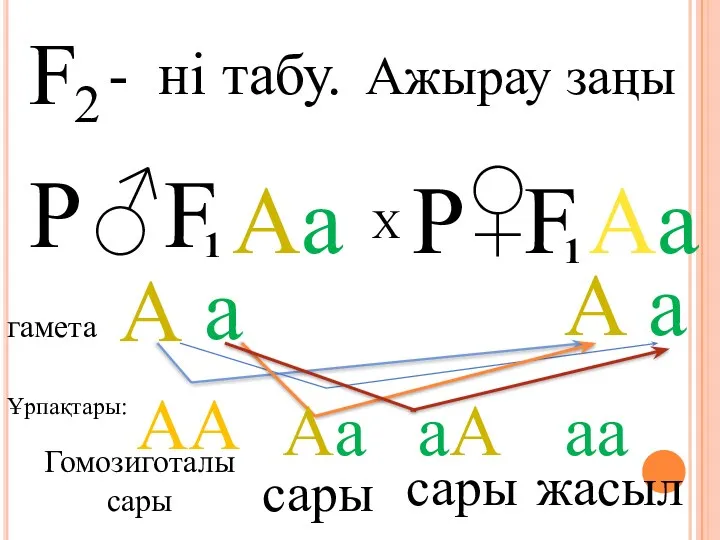 F 2 - ні табу. Ажырау заңы Р ♂ F