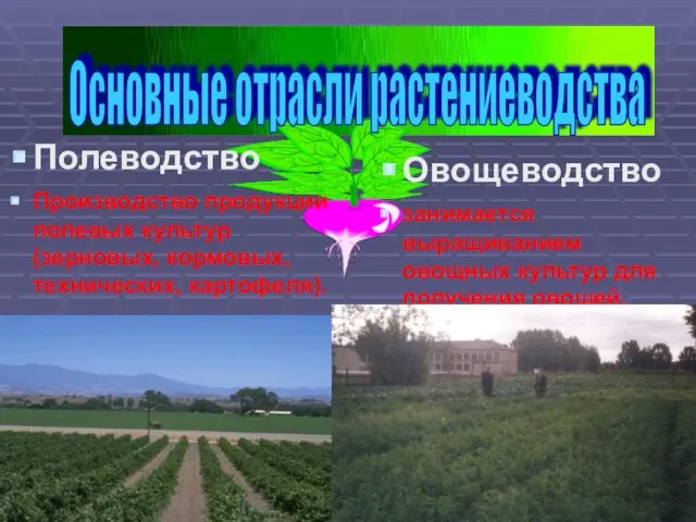 Основные отрасли растениеводства