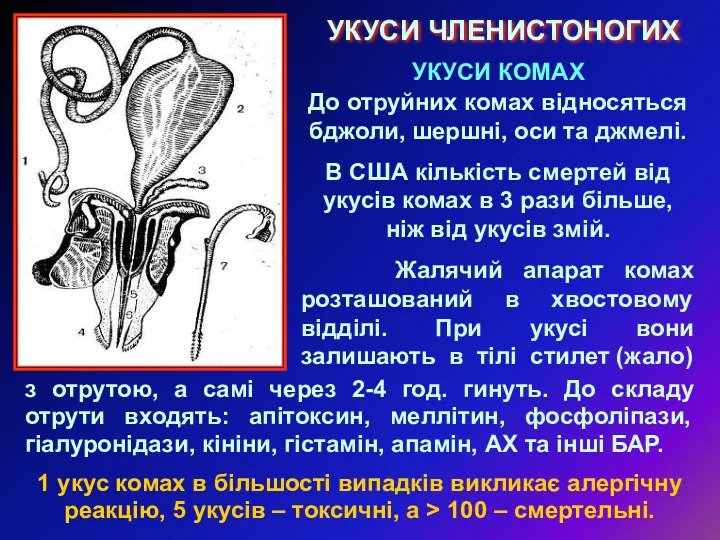 УКУСИ ЧЛЕНИСТОНОГИХ УКУСИ КОМАХ До отруйних комах відносяться бджоли, шершні, оси та джмелі.