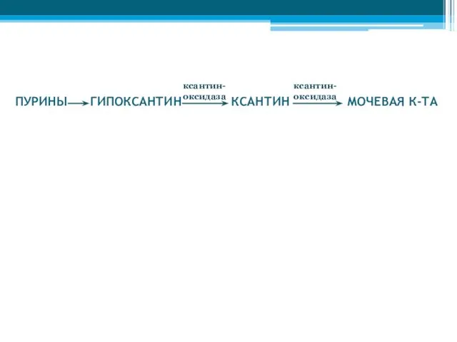 ПУРИНЫ ГИПОКСАНТИН КСАНТИН МОЧЕВАЯ К-ТА ксантин- оксидаза ксантин- оксидаза