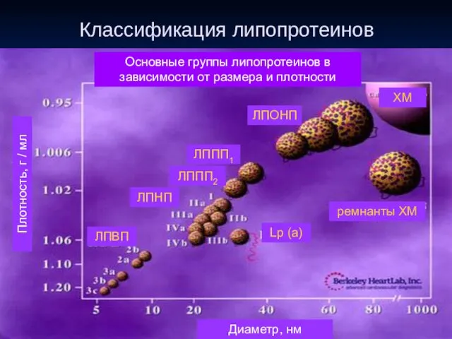 Классификация липопротеинов ЛПОНП ХМ ремнанты ХМ ЛППП1 ЛППП2 ЛПНП ЛПВП