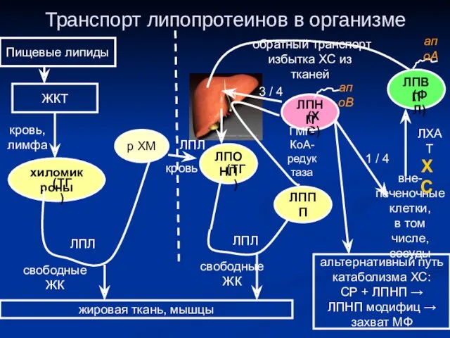 Транспорт липопротеинов в организме Пищевые липиды ЖКТ хиломикроны кровь, лимфа