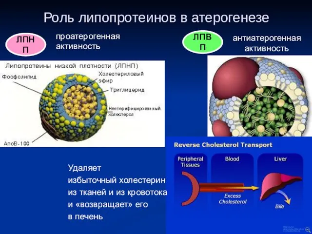 Роль липопротеинов в атерогенезе проатерогенная активность ЛПНП ЛПВП антиатерогенная активность