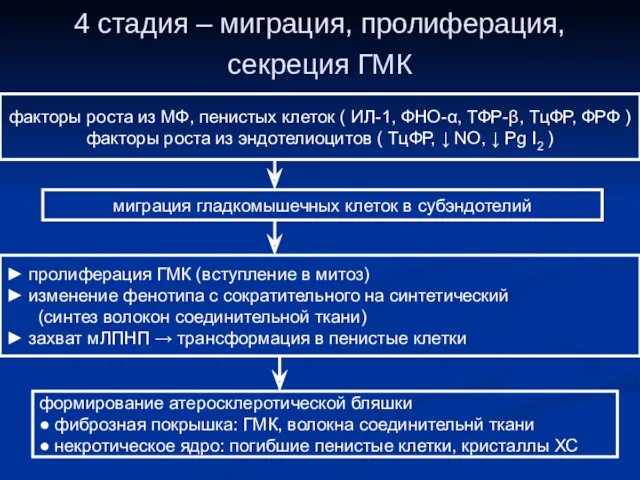 4 стадия – миграция, пролиферация, секреция ГМК факторы роста из