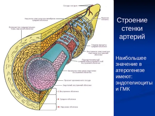 Строение стенки артерий Наибольшее значение в атерогенезе имеют: эндотелиоциты и ГМК