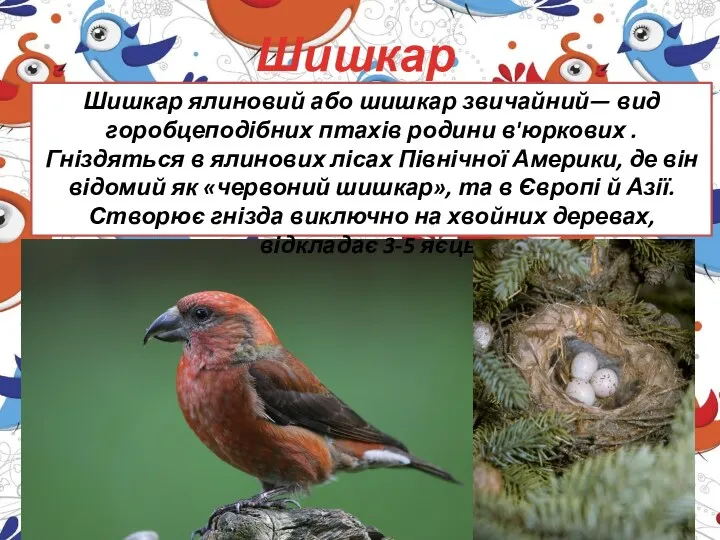 Шишкар Шишкар ялиновий або шишкар звичайний— вид горобцеподібних птахів родини