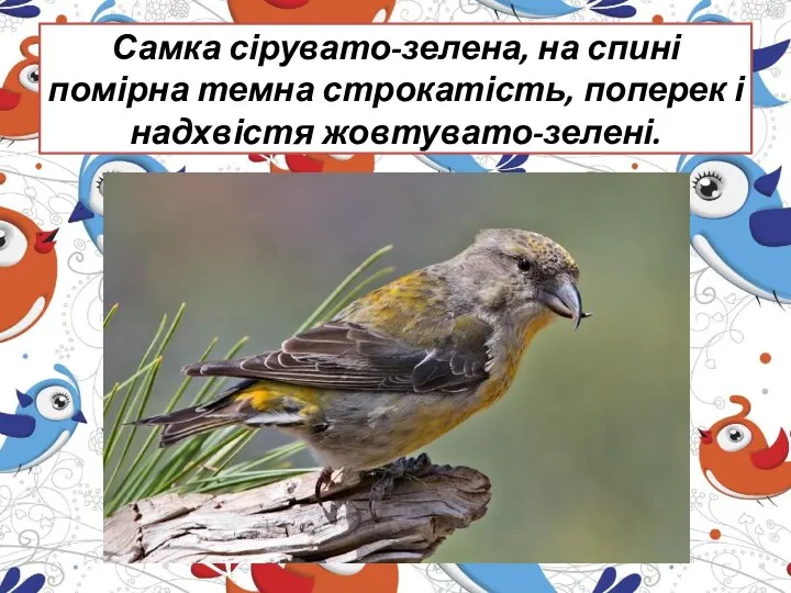 Самка сірувато-зелена, на спині помірна темна строкатість, поперек і надхвістя жовтувато-зелені.