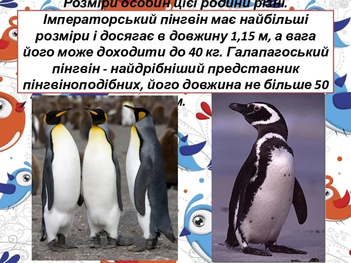 Розміри особин цієї родини різні. Імператорський пінгвін має найбільші розміри