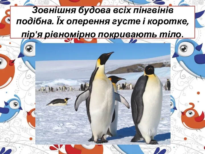 Зовнішня будова всіх пінгвінів подібна. Їх оперення густе і коротке, пір'я рівномірно покривають тіло.