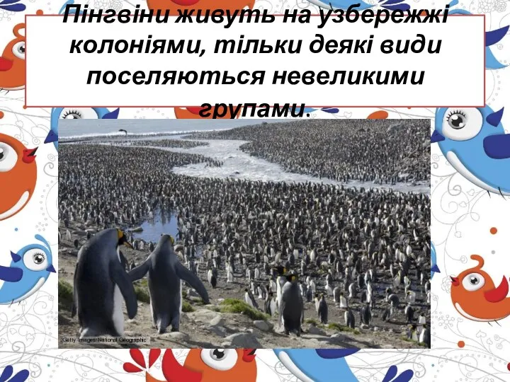 Пінгвіни живуть на узбережжі колоніями, тільки деякі види поселяються невеликими групами.
