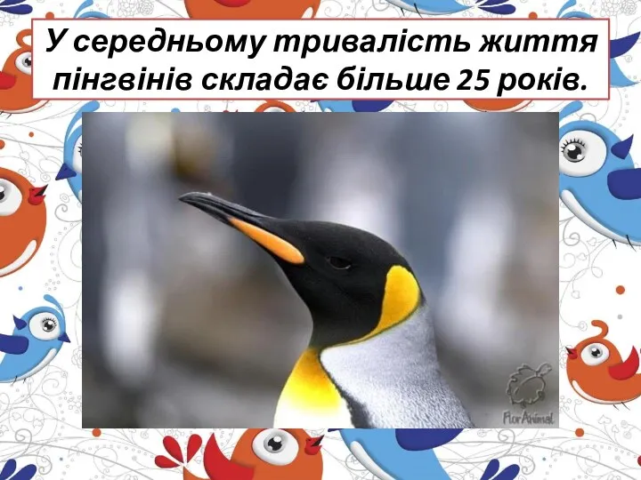 У середньому тривалість життя пінгвінів складає більше 25 років.