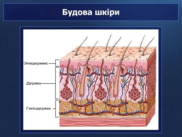 Будова шкіри