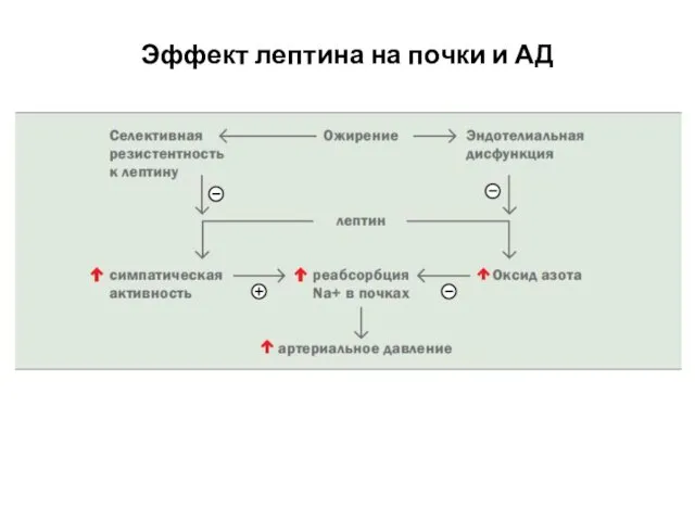 Эффект лептина на почки и АД