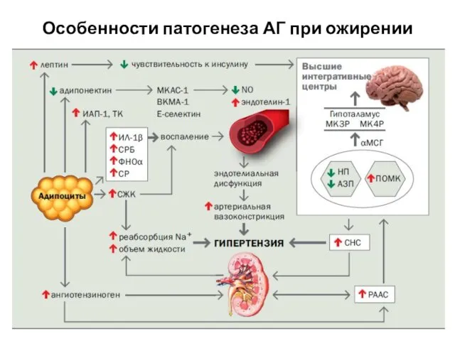 Особенности патогенеза АГ при ожирении