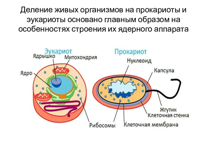 Деление живых организмов на прокариоты и эукариоты основано главным образом на особенностях строения их ядерного аппарата