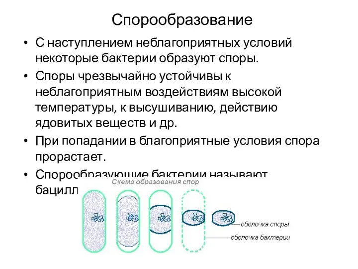 Спорообразование С наступлением неблагоприятных условий некоторые бактерии образуют споры. Споры