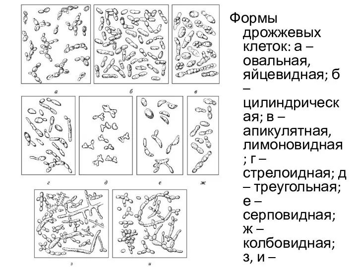 Формы дрожжевых клеток: а – овальная, яйцевидная; б – цилиндрическая;