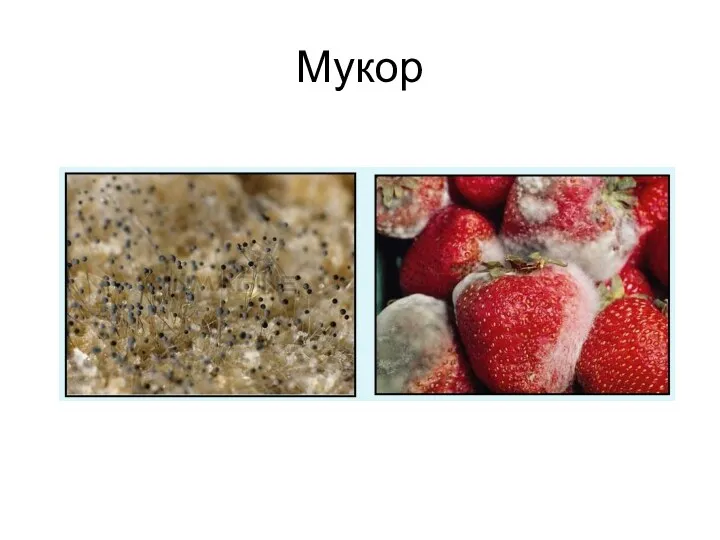 Мукор