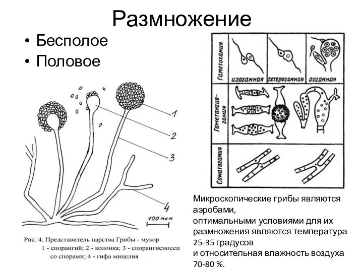 Размножение Бесполое Половое Микроскопические грибы являются аэробами, оптимальными условиями для