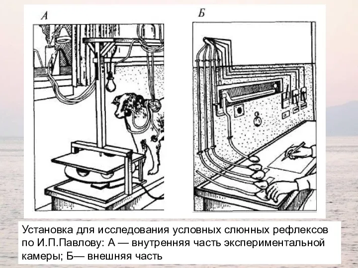 Установка для исследования условных слюнных рефлексов по И.П.Павлову: А —