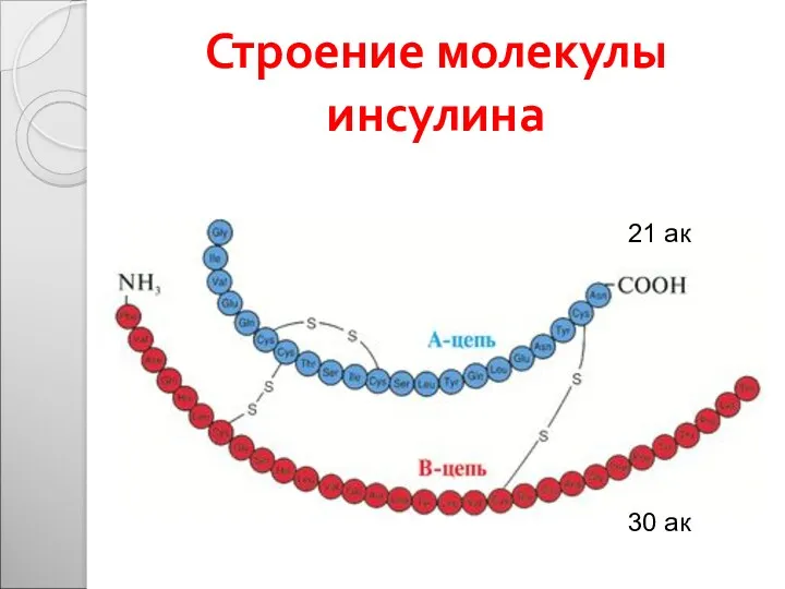 Строение молекулы инсулина 21 ак 30 ак