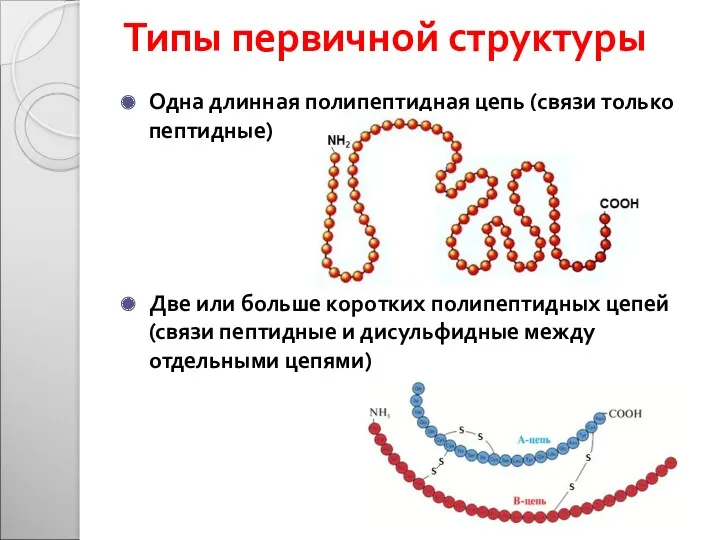 Типы первичной структуры Одна длинная полипептидная цепь (связи только пептидные)