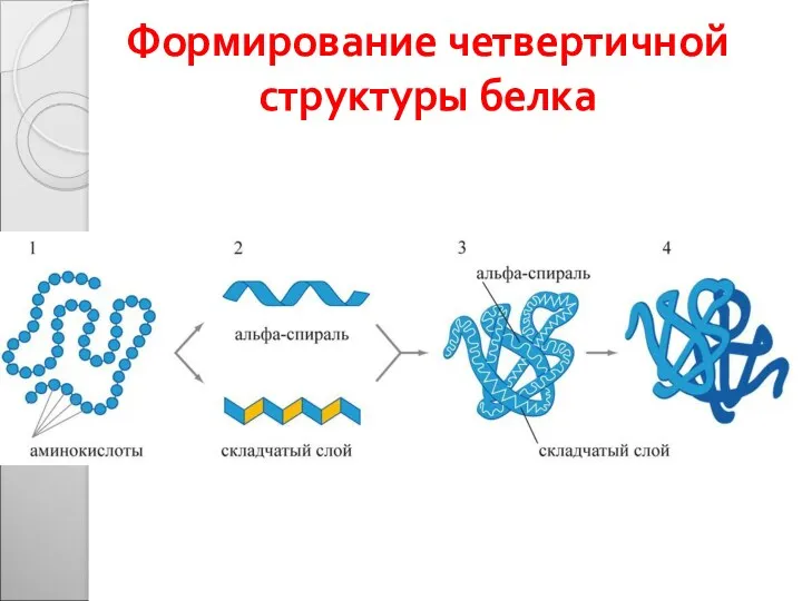 Формирование четвертичной структуры белка