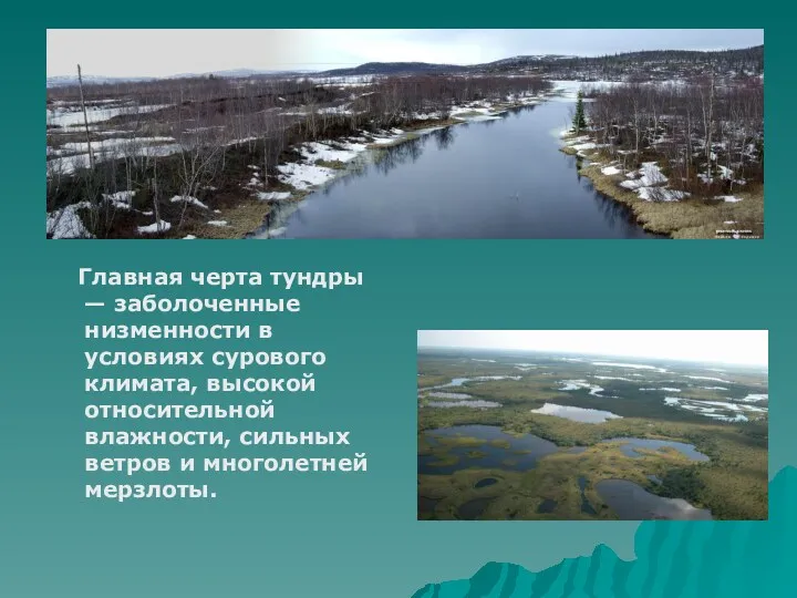 Главная черта тундры — заболоченные низменности в условиях сурового климата,