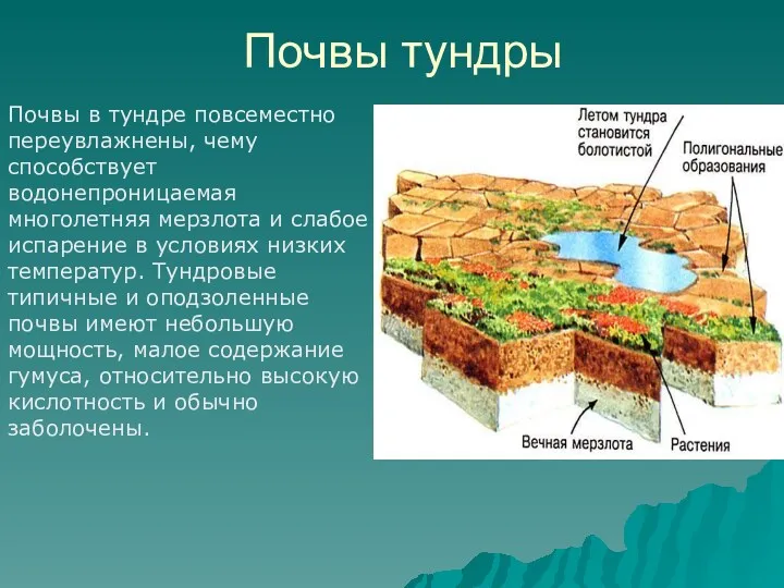 Почвы тундры Почвы в тундре повсеместно переувлажнены, чему способствует водонепроницаемая