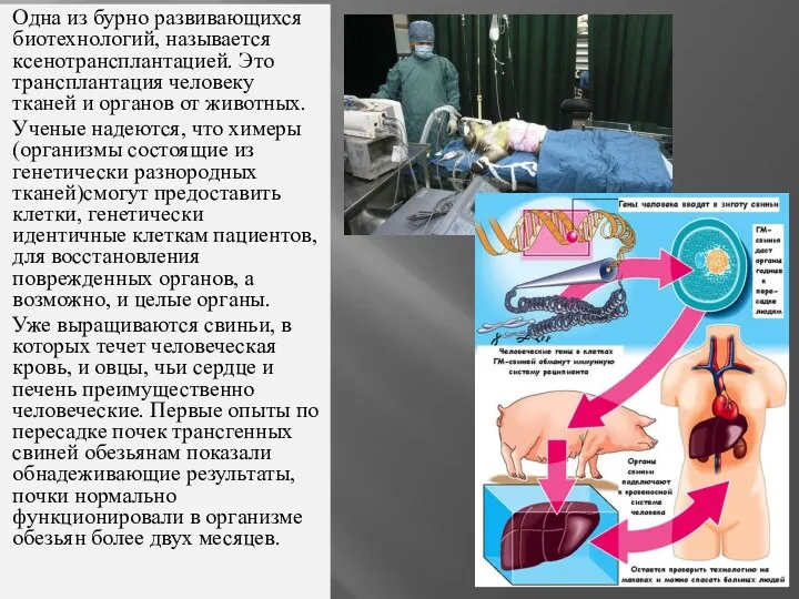 Одна из бурно развивающихся биотехнологий, называется ксенотрансплантацией. Это трансплантация человеку