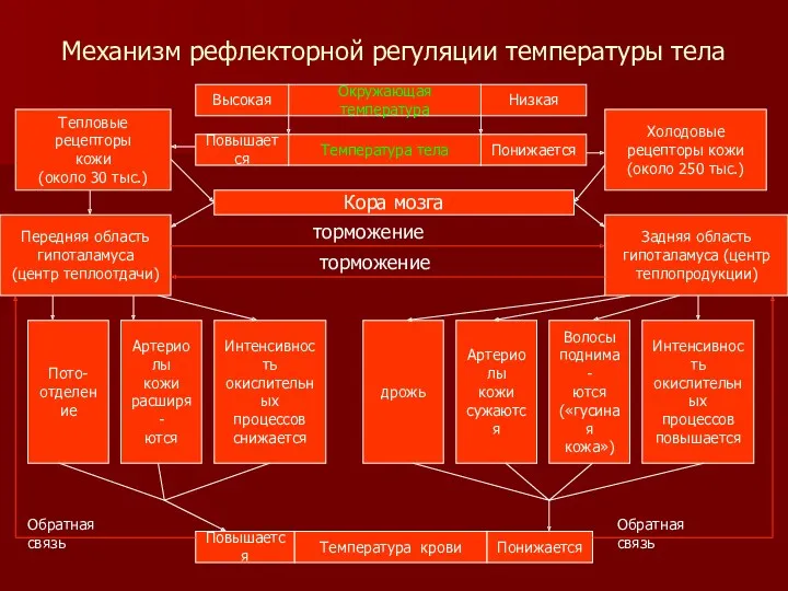 Механизм рефлекторной регуляции температуры тела Кора мозга Тепловые рецепторы кожи