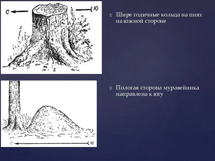 Шире годичные кольца на пнях на южной стороне Пологая сторона муравейника направлена к югу