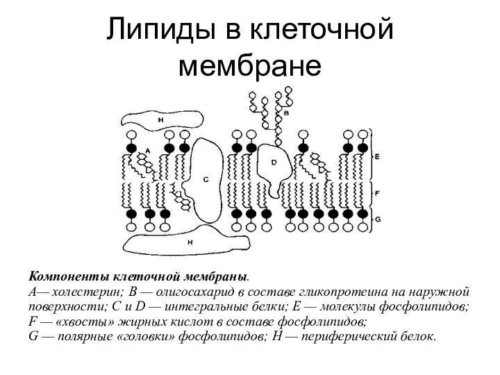 Липиды в клеточной мембране Компоненты клеточной мембраны. А— холестерин; В