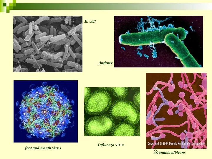 foot and mouth virus Influenza virus E. coli Anthrax Candida albicans