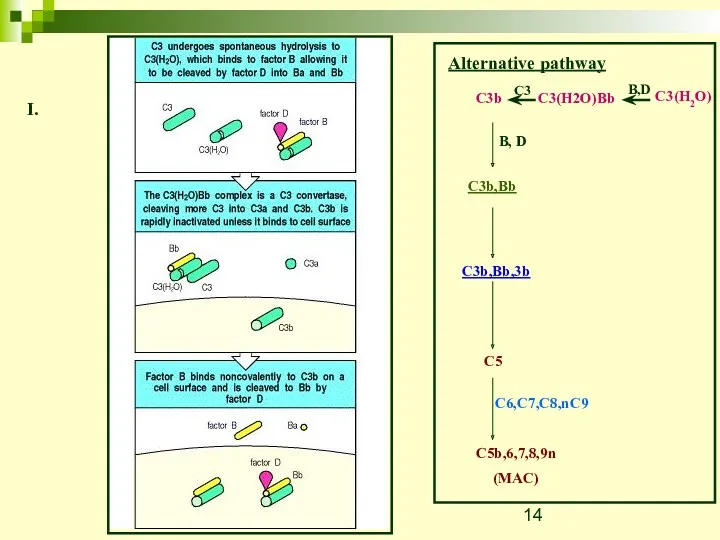 Alternative pathway C3(H2O) B,D C3(H2O)Bb C3 C3b B, D C3b,Bb C3b,Bb,3b C5 C5b,6,7,8,9n (MAC) C6,C7,C8,nC9 I.