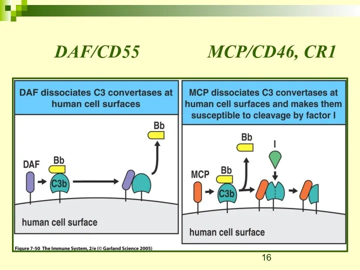 DAF/CD55 MCP/CD46, CR1