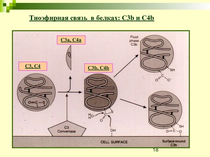 Тиоэфирная связь в белках: C3b и C4b C3, C4 C3a, C4a C3b, C4b