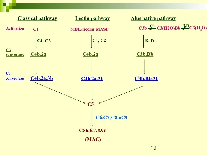 Classical pathway Lectin pathway C1 MBL/ficolin MASP C4, C2 C4,