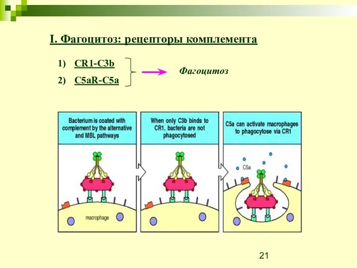 CR1-C3b C5aR-C5a Фагоцитоз I. Фагоцитоз: рецепторы комплемента