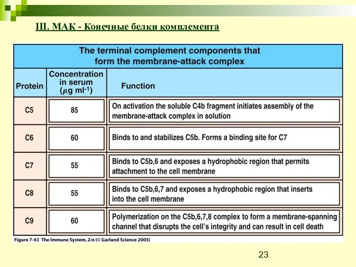 III. МАК - Конечные белки комплемента