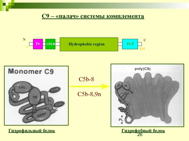 C9 – «палач» системы комплемента Гидрофильный белок Гидрофобный белок